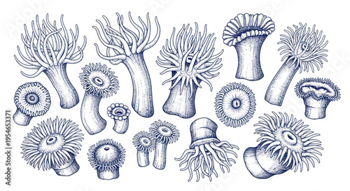 Sea Anemone Collection: Detailed Hand-Drawn Illustrations