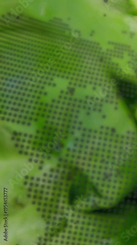Vertical video: Camera pulling focus and leaves sliding over dot grid, revealing droplets for food