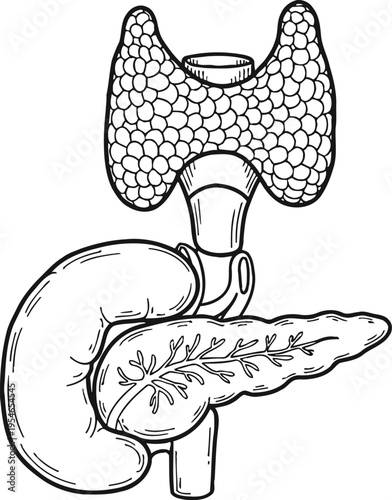 Thyroid pancreas gland anatomy medical illustration vector line art