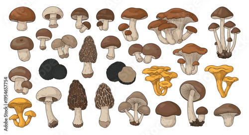 Detailed set of various edible and wild mushroom species including truffles, morels, and chanterelles illustrated in a vintage botanical style on white.