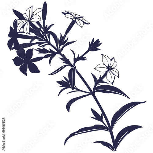 wild phlox silhouette on white background