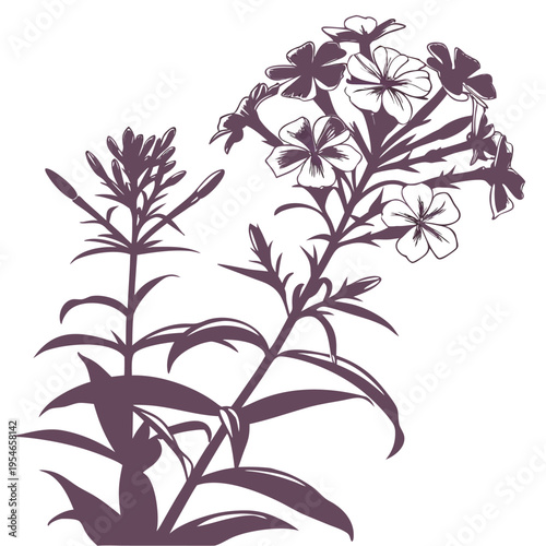wild phlox silhouette on white background