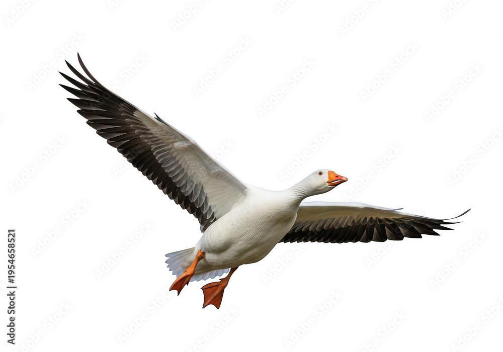 Fototapeta premium Flying white goose on transparent background with outstretched wings