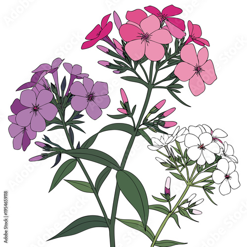 wild phlox colorful on white background