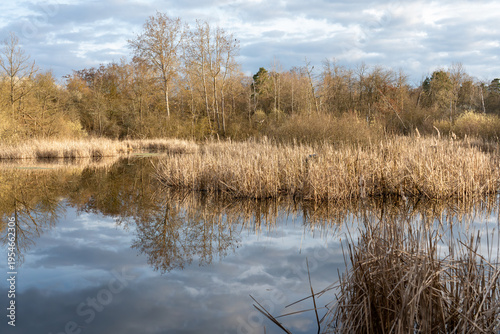 Bild auf Leinwand A peaceful wetland scene showcasing dry autumn reeds and bare trees perfectly reflected on the calm surface of a lake beneath a cloudy sky