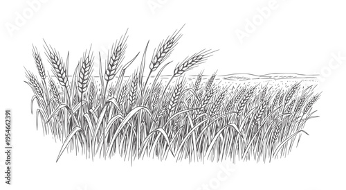 Of ripe wheat stalks swaying in a gentle breeze against a distant hilly landscape