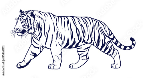 Majestic White Tiger Silhouette, Powerful Predator Walking on White Background