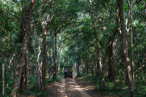 Strada sterrata all'interno del parco nationale di Wilpattu in sri lanka
