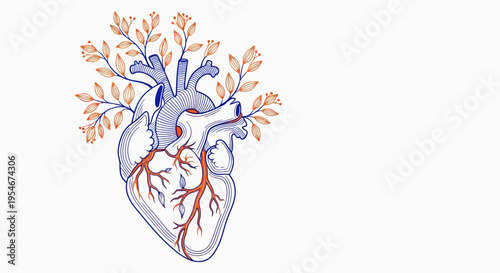 Vector illustration of human heart with arteries and leaves