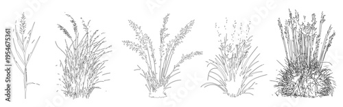 Vector set of ornamental grasses in elevation view for architectural drawings, isolated on transparent background	