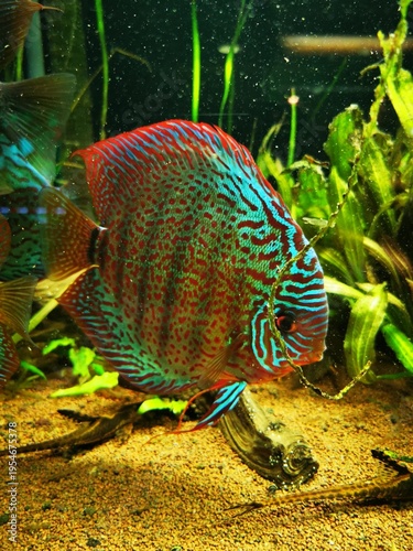 Farbenfrohe Diskusfische (Symphysodon) im Aquarium mit grünen Wasserpflanzen und Sandboden