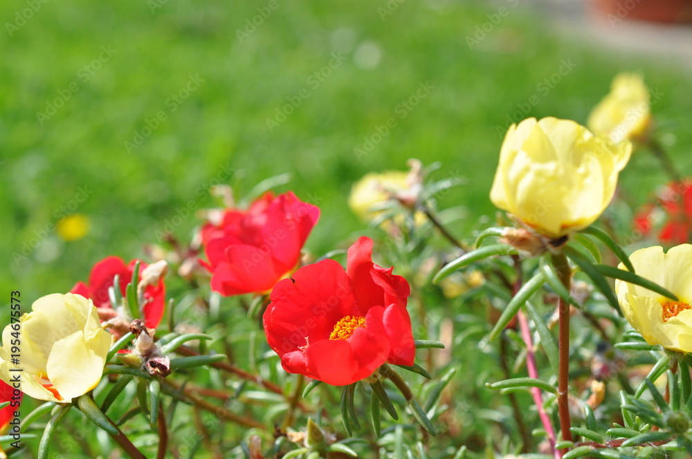 Fototapeta premium flowers in flower garden