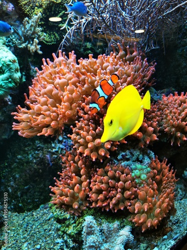Gelber Doktorfisch und Clownfisch schwimmen an einer rosa Anemone im Korallenriff eines Meerwasseraquariums.