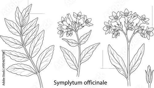 Symphytum officinale botanical illustration with detailed leaves and flowers vintage medicinal plant line art