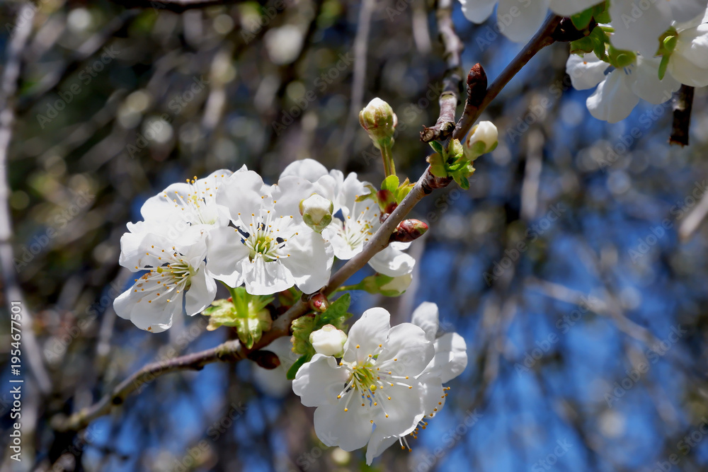 Fototapeta premium Cherry blossom in spring