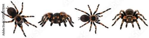 Foto Striking red-legged tarantulas (Brachypelma emilia) captured from various perspectives on a transparent background