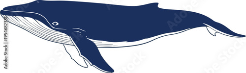 Vector blue whale illustration