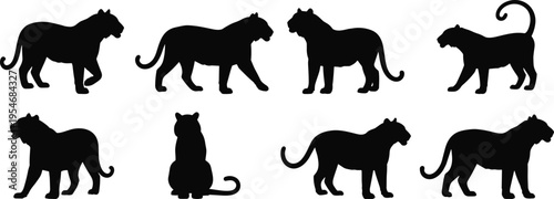Tiger silhouette set, black wild cat icons, jungle predator animal poses, bengal tiger elements, walking sitting predator vector, safari graphics.