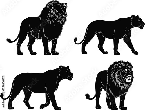 Black lion and lioness silhouette collection set isolated on white background for safari nature design, roaring predator and wild illustration.