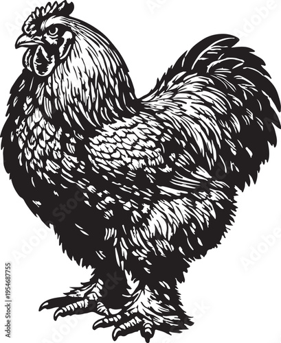Rooster Silhouette Standing Proudly Detailed Feathers Farm Animal Vintage Style Illustration