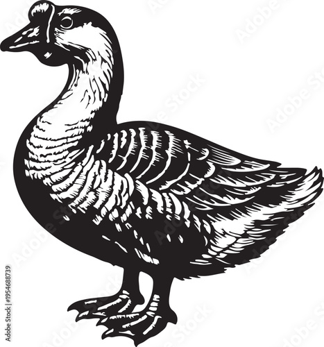 Black and White Goose Standing Profile Detailed Illustration