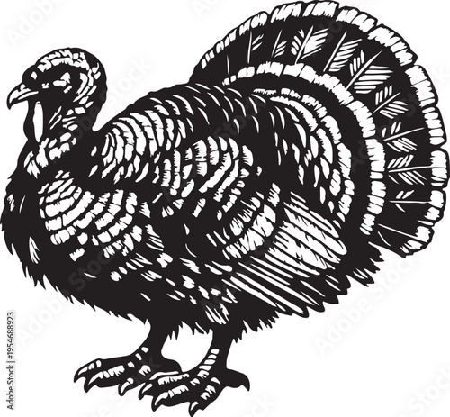 Black and White Turkey Silhouette Detailed Feathers Standing Profile Stock Illustration