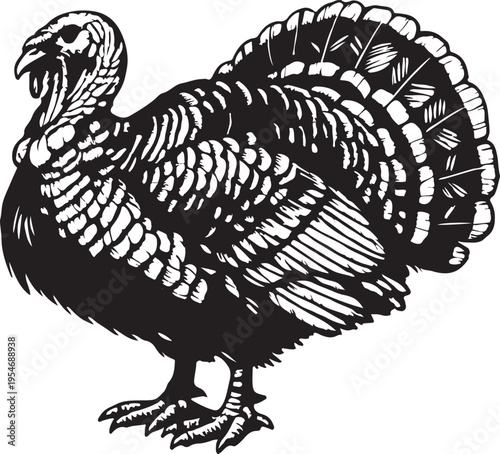Black and White Turkey Silhouette Standing Proudly with Fanned TailStock Vector