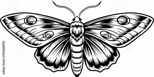 Detailed Monochrome Moth Line Art Illustration
