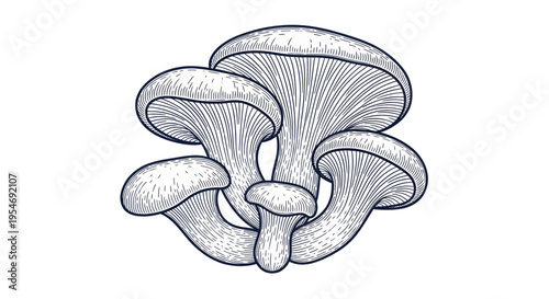 Hand-drawn Oyster Mushroom Cluster Sketch - Edible Fungi Illustration