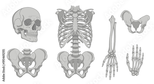 Human Skeleton Anatomy Illustration: Skull, Torso, Pelvis, Arm, Hand