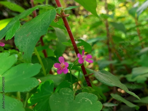 Piccolo fiore di campo di colore fucsia tra le foglie verdi.