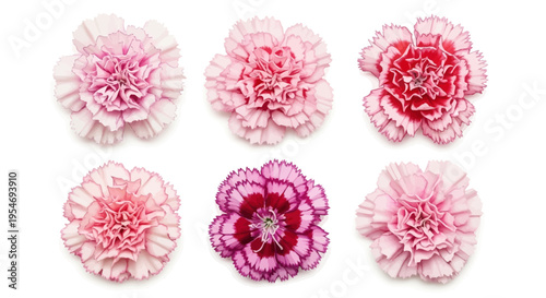 Set of Six Pink and Purple Carnation Flowers Isolated on White Background - Different Varieties of Dianthus for Floral Design and Mother's Day