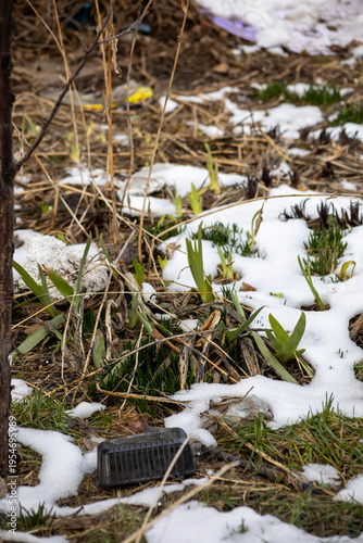 Фотография The first shoots of spring break through the soil among last year's leaves and remnants of snow