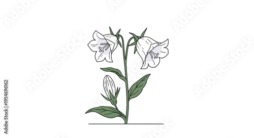Elegant white bellflowers on a stem with green leaves isolated on a white background for botanical and nature designs.