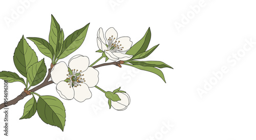 Beautiful blooming cherry blossom branch with delicate white flowers and vibrant green leaves against a clean white background.