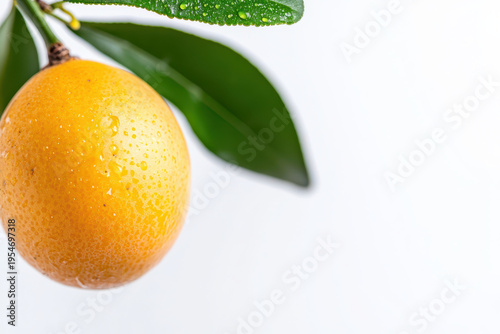 Ripe yellow loquat hanging from branch, glistening with water droplets, showcases its vibrant color and fresh appearance