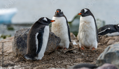Tableau sur toile Gentoo Penguins and thier chicks at Mikkelsen D’Hainaut Island,