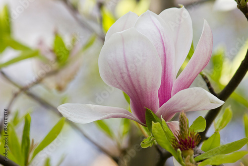 Spring blooming pink magnolia tree. Magnolia soulangeana flowering branches close-up