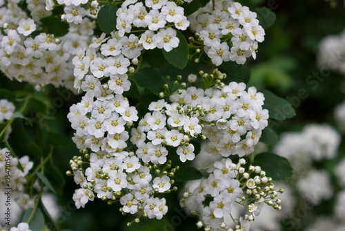 Photos White flowers of spirea close-up. Flowering bush of meadowsweet.