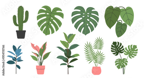 Collection of Potted Houseplants, Tropical Foliage, Cactus, Monstera, Ficus