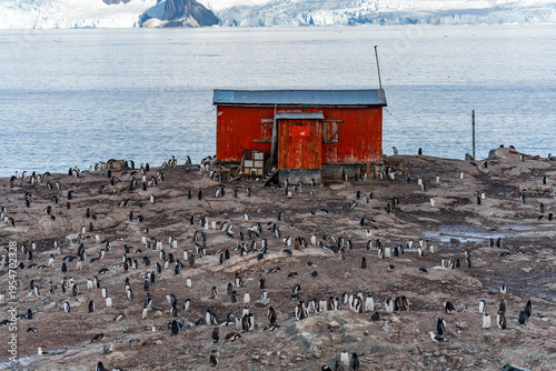 Foto Gentoo Penguins and thier chicks at Mikkelsen D’Hainaut Island,