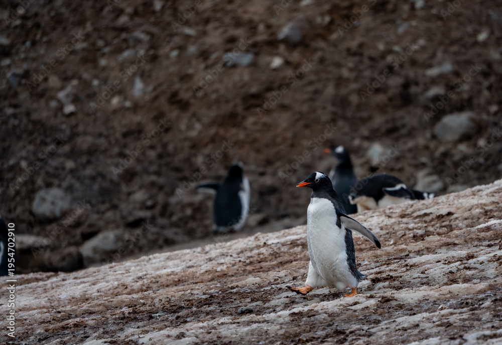 Fototapeta premium Gentoo Penguins and thier chicks at Mikkelsen D’Hainaut Island,