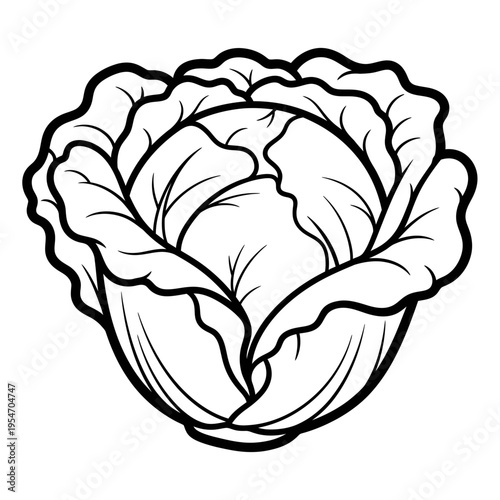 Cabbage illustration, outline drawing of fresh vegetable, healthy food icon