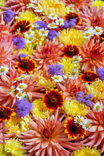 Overflowing composition of vibrant summer and autumn flowers, showing a colorful mix of dahlias, chrysanthemums, daisies, and gaillardia creating a beautiful botanical background