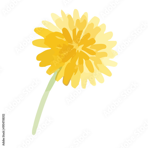 Watercolor-style lovely dandelion flowers and fluff, spring botanical illustration, yellow and white　水彩　たんぽぽ