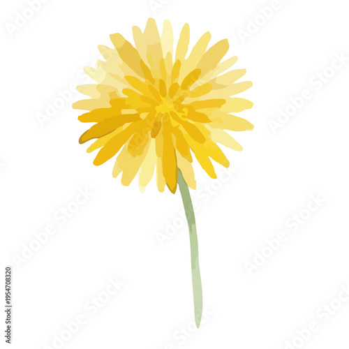 Watercolor-style lovely dandelion flowers and fluff, spring botanical illustration, yellow and white　水彩　たんぽぽ