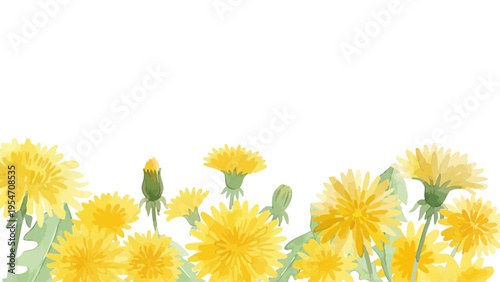 Watercolor-style lovely dandelion flowers and fluff, spring botanical illustration, yellow and white　水彩　たんぽぽ
