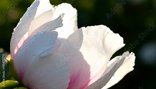 Filling frame, large pale pink-white bloom showing veined petals, green sepal and dew in garden