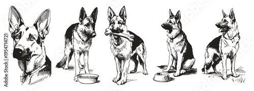 German Shepherd dog breed vintage working canine set. Collection shows standing, sitting, holding bone with bowl. Illustrations for kennel branding and training materials. Pencil drawn sketch style.