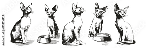 Sphynx cat set hairless poses feeding bowl. Illustrations for pet care advertising and grooming materials. Crayon drawn style sketch drawing with ink lines.